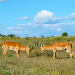 On Safari in Kenya & Tanzania with Nairobi & Zanzibar