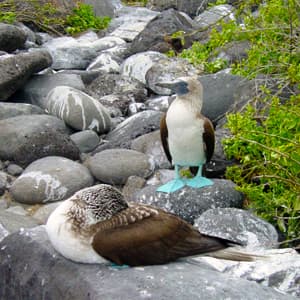 Peru Splendors with Galápagos Cruise